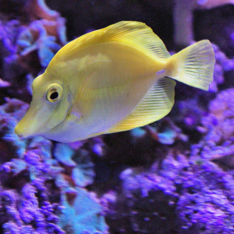 Tong jaune new arrivals