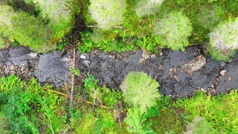 Vue sur une crique dans la forêt banque de vidéos