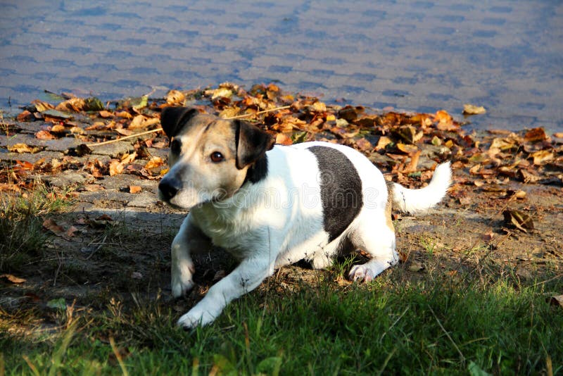 Vue totale sur un tri terrier LY de Russel de cric de couleur sur l'herbe à côté de la mer dans meppen l'emsland Allemagne photos stock Vue totale sur un tri terrier LY de Russel de cric de couleur sur l'herbe à côté de la mer dans meppen l'emsland Allemagne photos stock