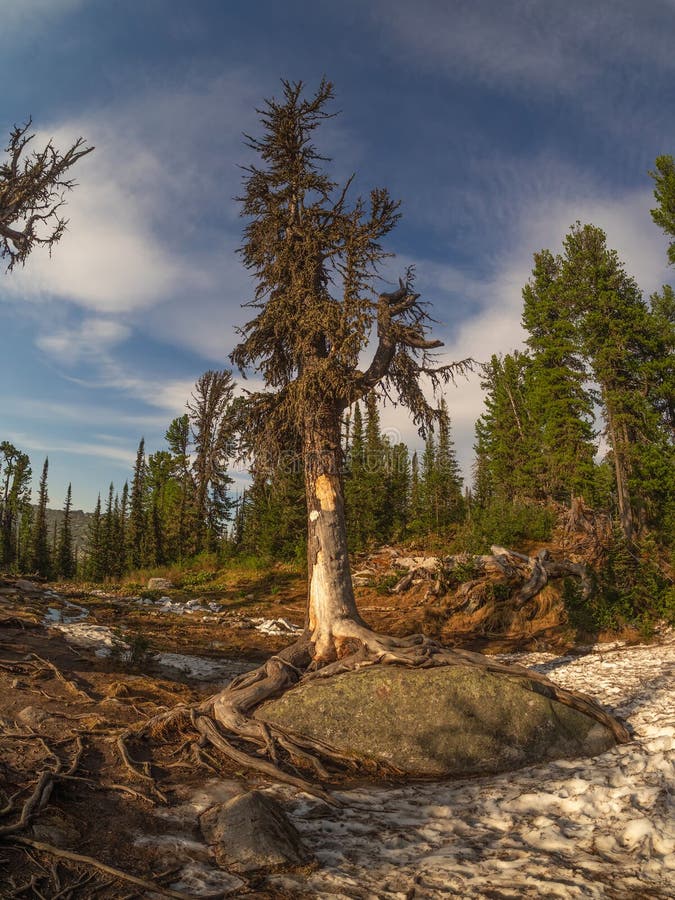 Vue verticale d'un vieux conifère de montagne gnarled a été tourné avec un objectif large. taiga une forêt mystique au coucher du photos stock