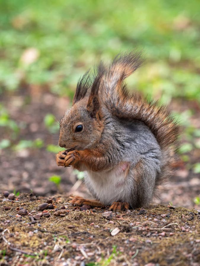 Vue verticale de l'écureuil roux sur ses pattes arrière et les mâchoires noix par temps ensoleillé closeusep. portrait d'un animal photographie stock