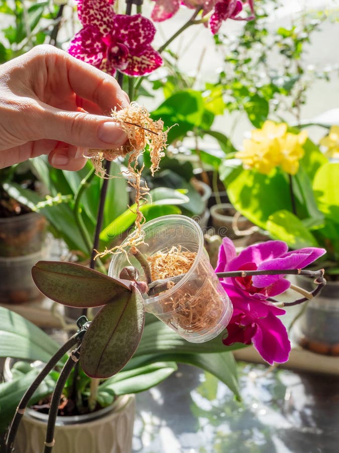 Vue verticale de la pose de mousse dans un pot. semis d'orchidées dans un récipient transparent avec mousse. élevage d'orchidées. image stock