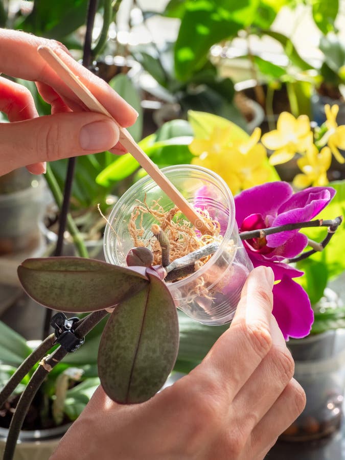 Vue verticale de la pose de mousse dans un pot. semis d'orchidées dans un récipient transparent avec mousse. élevage d'orchidées. photographie stock libre de droits
