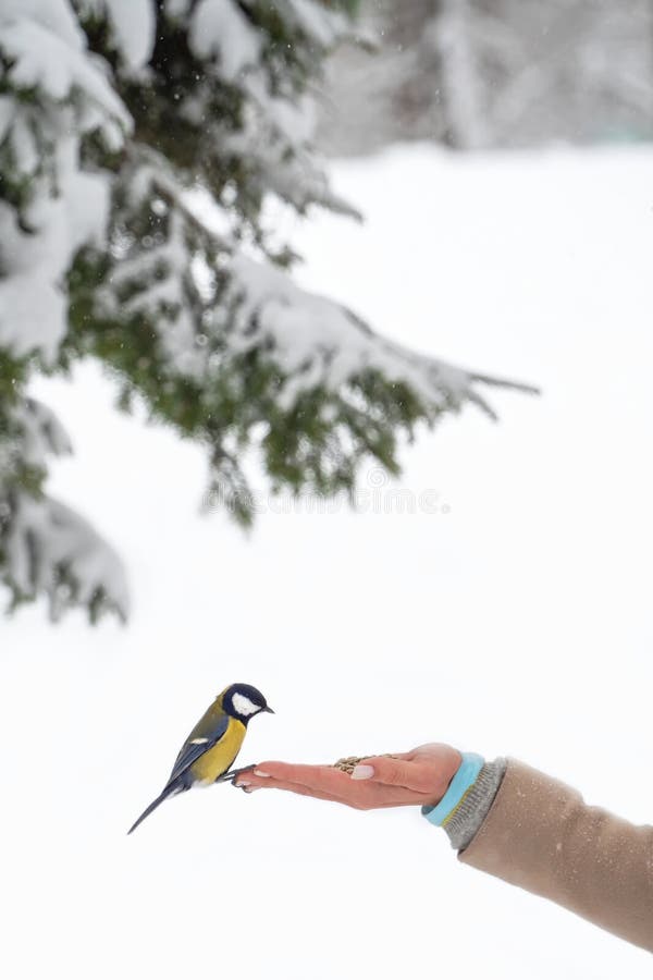 Vue verticale de la tache qui se trouve sur le bras d'une femme tenant des graines. nourrir les oiseaux dans le parc en hiver pour photographie stock libre de droits