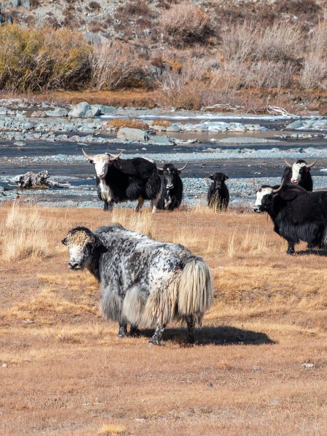 Vue verticale des yaks paissant sur les pâturages d'automne dans les steppes de la mongolie. bétail mongol le matin ensoleillé photos stock