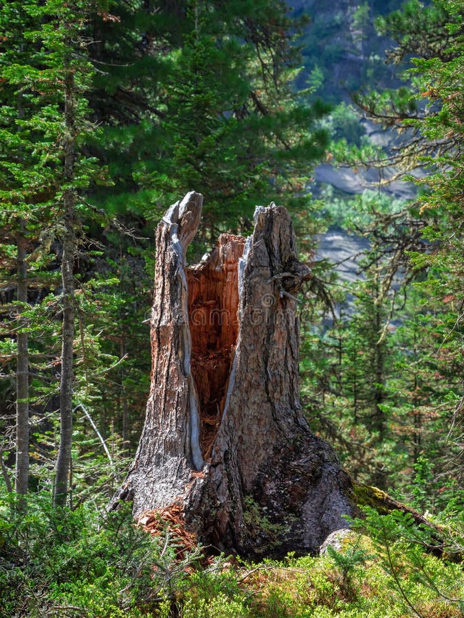 Vue verticale du vieux cèdre brisé dans la forêt de taiga. souche d'arbres dans la forêt. conséquences d'un vent de tempête. chang. concept de changement climatique.