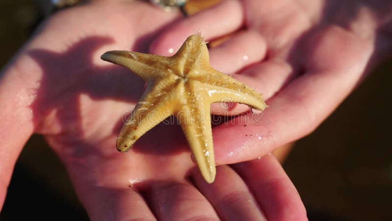 Gros plan d'une étoile de mer vivante banque de vidéos