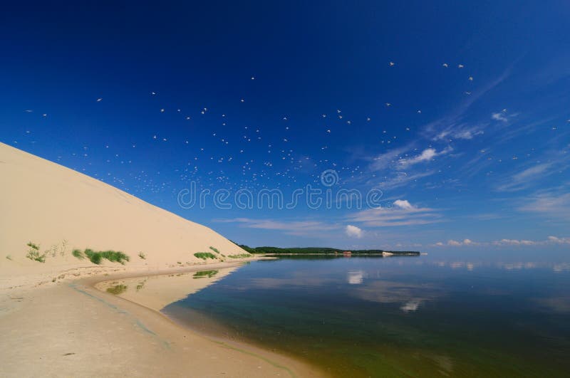 A flock of seagulls fly over the Curonian Spit and reflected in the mirrored surface of the Curonian Lagoon. A flock of seagulls fly over the Curonian Spit and reflected in the mirrored surface of the Curonian Lagoon