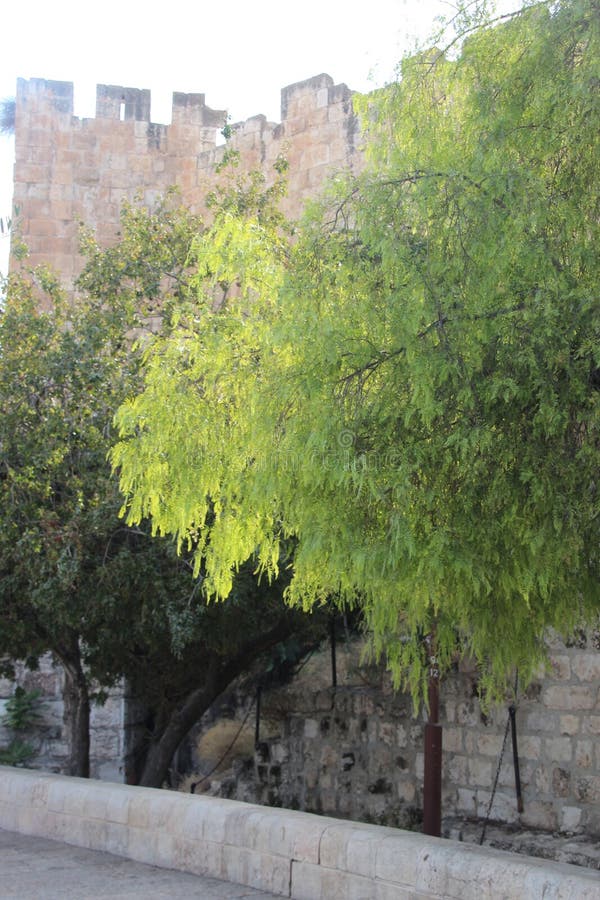 Vue à un arbre jérusalem photos stock Vue à un arbre jérusalem photos stock