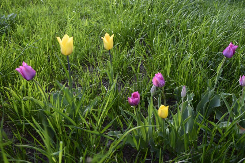 Vue époustouflante sur les tulipes colorées les fleurs jaunes violettes dans le jardin et l'herbe verte photo libre de droits Vue époustouflante sur les tulipes colorées les fleurs jaunes violettes dans le jardin et l'herbe verte photo libre de droits