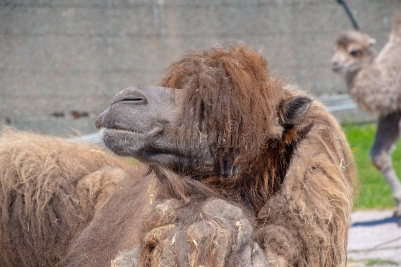 Vue rapprochée d'un chameau de Bactriane images libres de droits