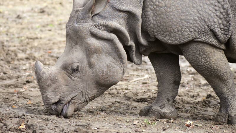 Vue étroite d'un rhinocéros banque de vidéos