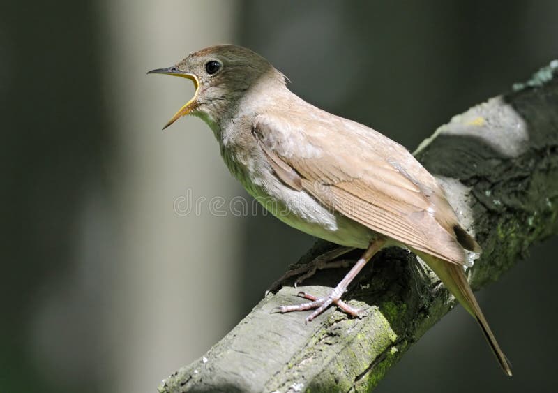 Close view of singing Thrush nightingale (Luscinia luscinia). Near Moscow, Russia. Close view of singing Thrush nightingale (Luscinia luscinia). Near Moscow, Russia