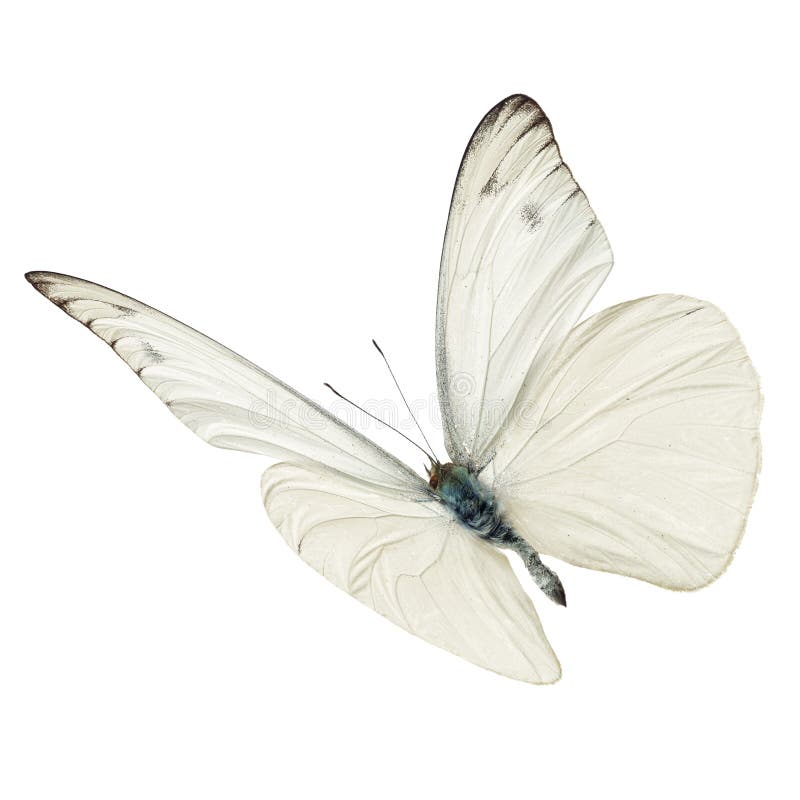 Vuelo blanco de la mariposa