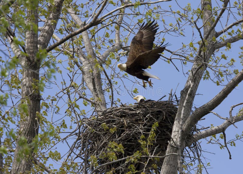 Vuelo de Eagle de la jerarquía con el compañero fotografía de archivo libre de regalías Vuelo de Eagle de la jerarquía con el compañero fotografía de archivo libre de regalías