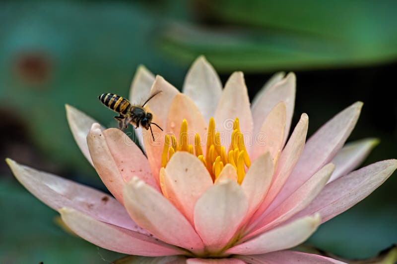 A Bee Flies into a pink Lotus with yellow inside parts visible. A Bee Flies into a pink Lotus with yellow inside parts visible