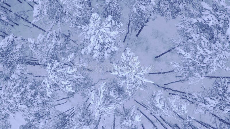 Vuelo de la cámara sobre el top de pino-árboles jovenes nevados en bosque hermoso del invierno sin tiro video aéreo de la gente