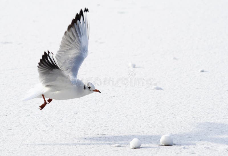 A white seagull is flying above ice frozen water of the sea in the winter. A white seagull is flying above ice frozen water of the sea in the winter