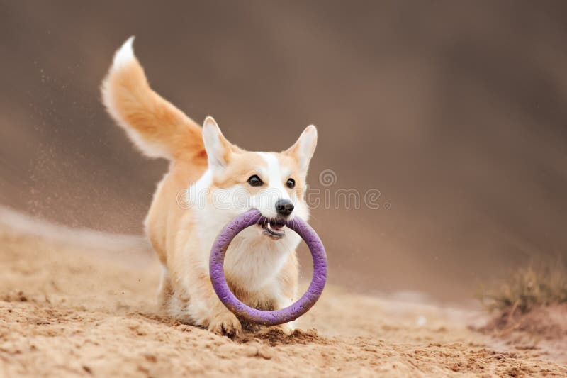 Vuelo del Corgi Galés del perro fotografía de archivo Vuelo del Corgi Galés del perro fotografía de archivo