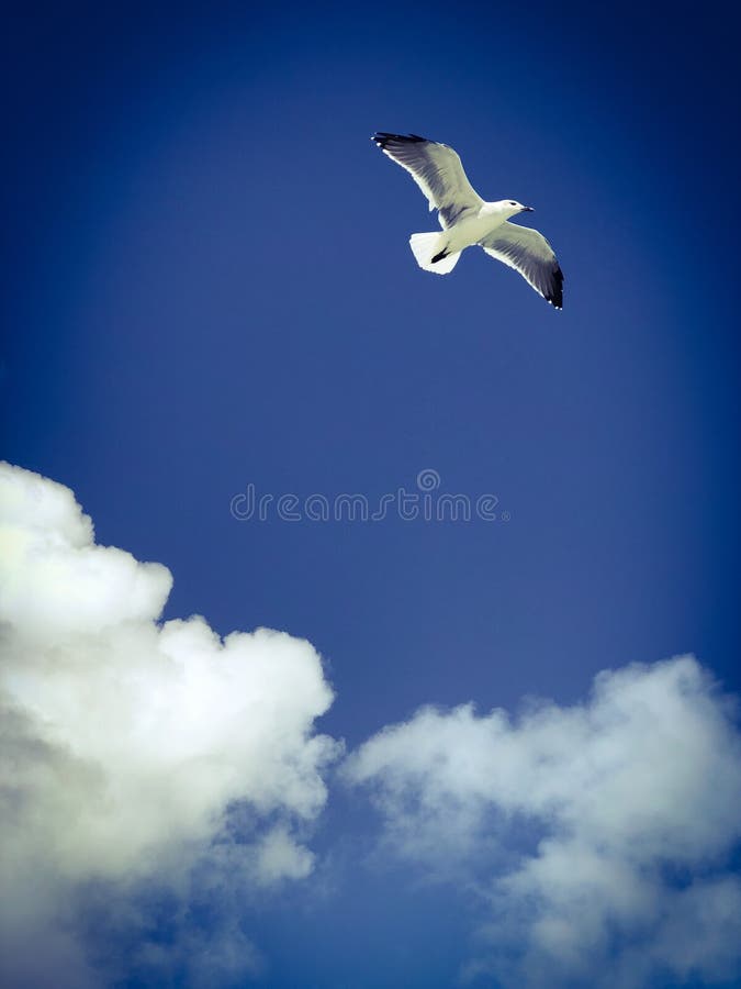 Vuelo del pájaro de mar en el cielo azul con las nubes fotos de archivo Vuelo del pájaro de mar en el cielo azul con las nubes fotos de archivo