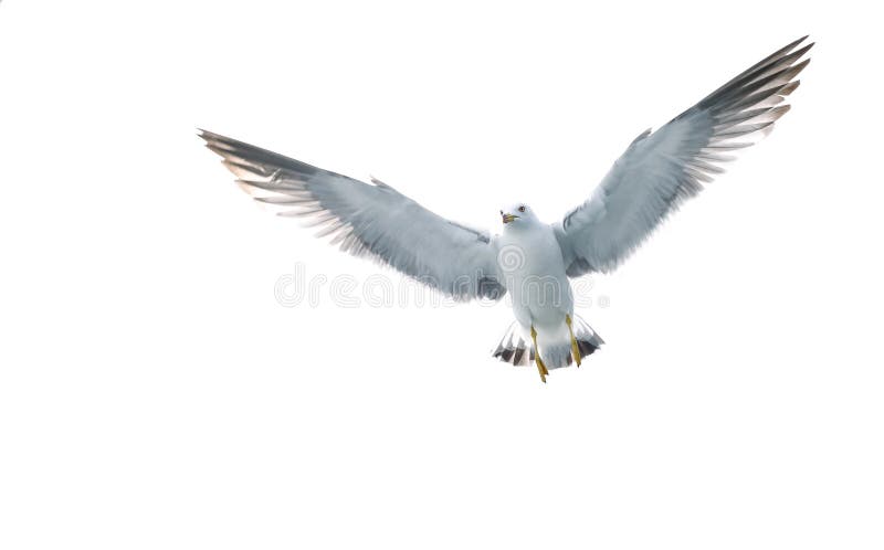 Vuelo del pájaro en el cielo imagen de archivo Vuelo del pájaro en el cielo imagen de archivo