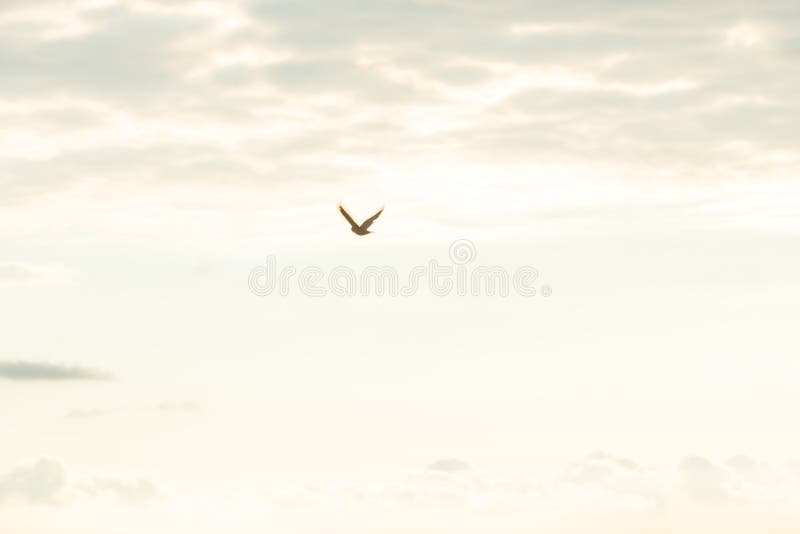 Vuelo del pájaro teniendo en cuenta salida del sol foto de archivo libre de regalías Vuelo del pájaro teniendo en cuenta salida del sol foto de archivo libre de regalías