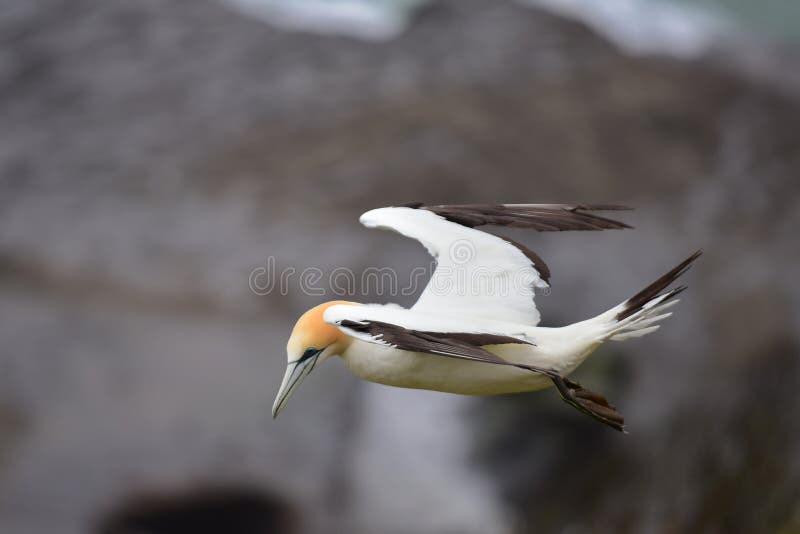 Vuelo salvaje del gannet en la costa de Muriwai en Nueva Zelanda foto de archivo Vuelo salvaje del gannet en la costa de Muriwai en Nueva Zelanda foto de archivo
