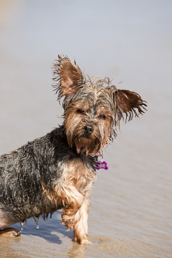 Dirty wet puppy playing at the beach. Dirty wet puppy playing at the beach