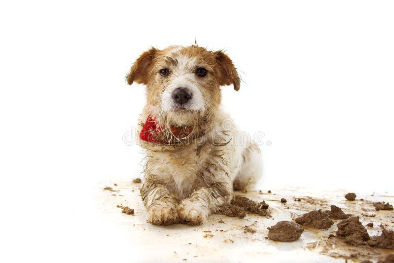 Vuile Hond E GE?SOLEERD SCHOT TEGEN WITTE ACHTERGROND royalty-vrije stock foto Vuile Hond E GE?SOLEERD SCHOT TEGEN WITTE ACHTERGROND royalty-vrije stock foto