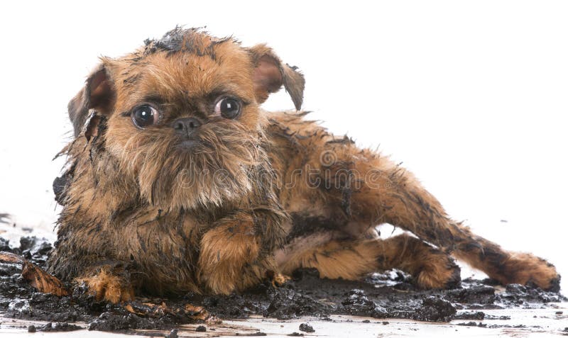 dirty muddy brussels griffon isolated on white background. dirty muddy brussels griffon isolated on white background