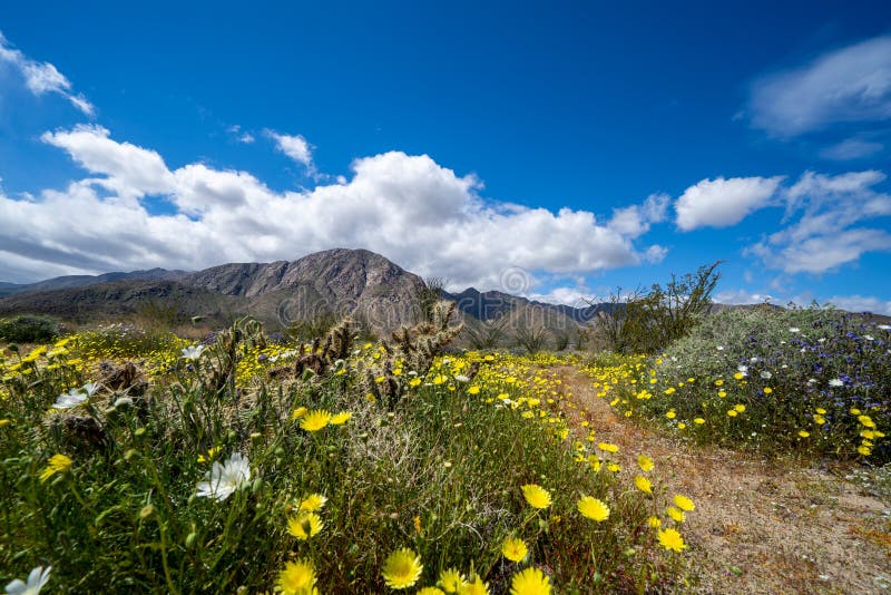 Vuilsleep het lopen weg in het Park van de de Woestijnstaat van Anza Borrego tijdens de de lente van 2019 super bloei in Californ