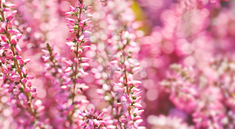 Vulgaris Calluna för Violet Heather blommafält Små rosa lila kronbladväxter, mjuk bakgrund grunt djupfält royaltyfri foto Vulgaris Calluna för Violet Heather blommafält Små rosa lila kronbladväxter, mjuk bakgrund grunt djupfält royaltyfri foto