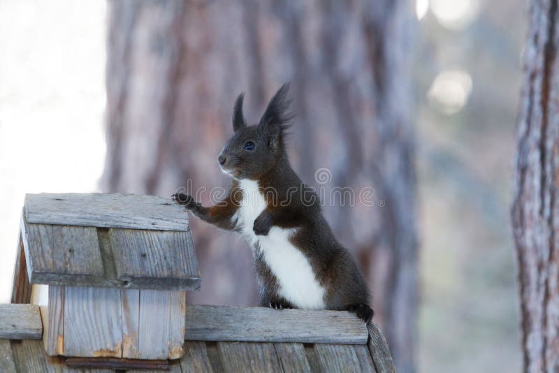 Vulgaris ekorreSciurus royaltyfri foto Vulgaris ekorreSciurus royaltyfri foto