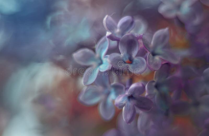 Vulgaris foto för färgrik syringa arkivbild Vulgaris foto för färgrik syringa arkivbild