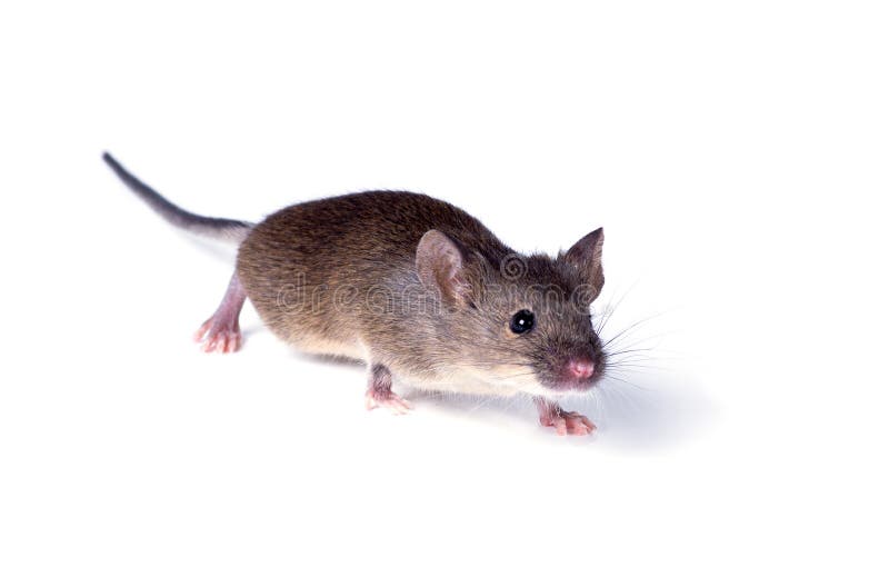 Vulgaris house mouse (Mus musculus) sneaks up on white backgroun stock images Vulgaris house mouse (Mus musculus) sneaks up on white backgroun stock images