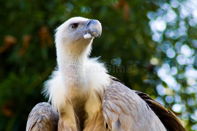 Philippine Eagle stock photo. Image of captive, philippines - 15923750