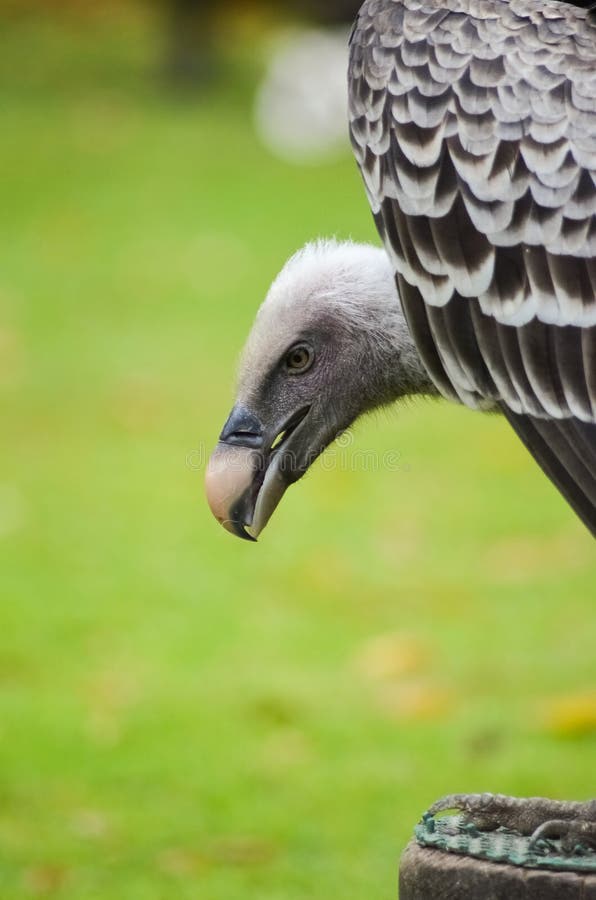 Aasvogel stock image. Image of head, hackle, leby, animals - 3026261