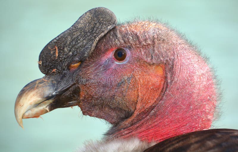 A vulture is a bird of prey. 2 types of vultures