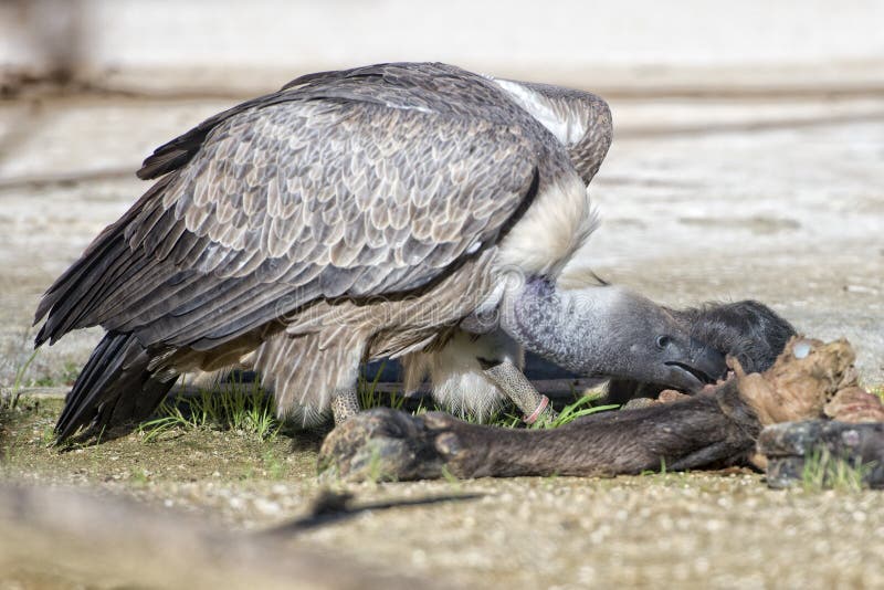 Vulture Buzzard while Eating a Dead Animal Stock Image Image of