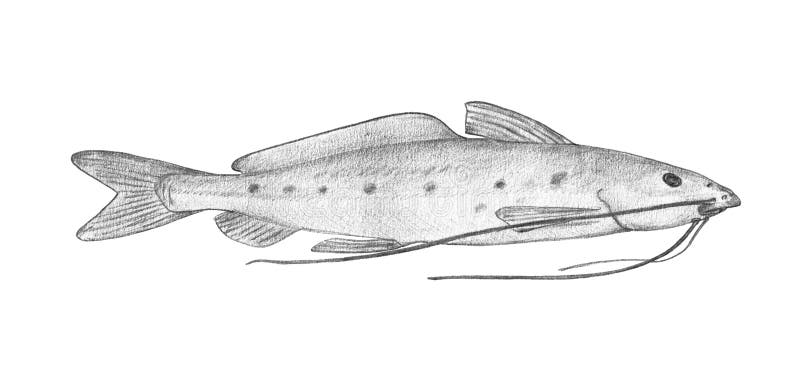 Vulture Catfish. Hand Drawn Black Pencil Realistic Illustration. Stock  Image - Image of white, aquatic: 156086951