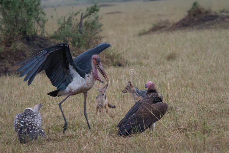 Vulture Combat in Masai Mara National Park Stock Image - Image of grass ...