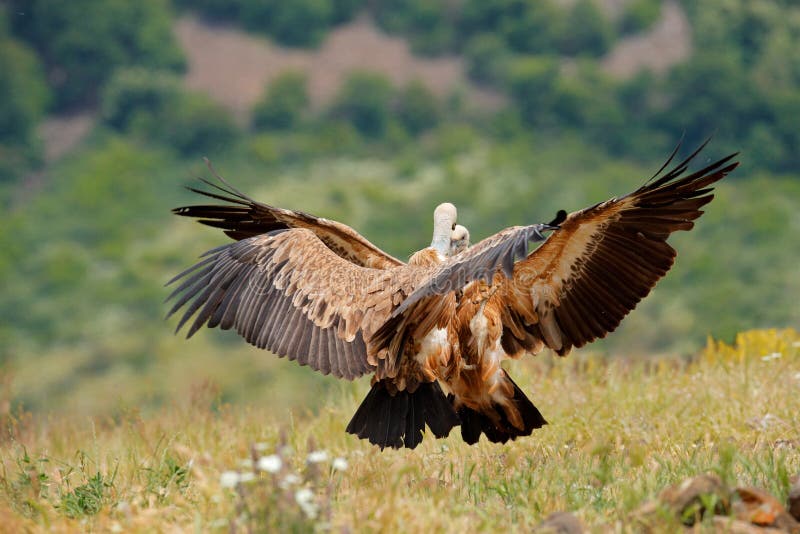 Vulture fight in nature. Griffon Vulture, Gyps fulvus, big bird flying in the forest mountain, nature habitat, Madzarovo, Bulgaria royalty free stock images Vulture fight in nature. Griffon Vulture, Gyps fulvus, big bird flying in the forest mountain, nature habitat, Madzarovo, Bulgaria royalty free stock images