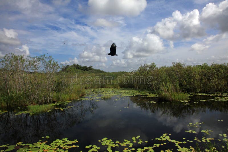 A vulture flies over a lake in Everglades National Park, FL. stock photography A vulture flies over a lake in Everglades National Park, FL. stock photography