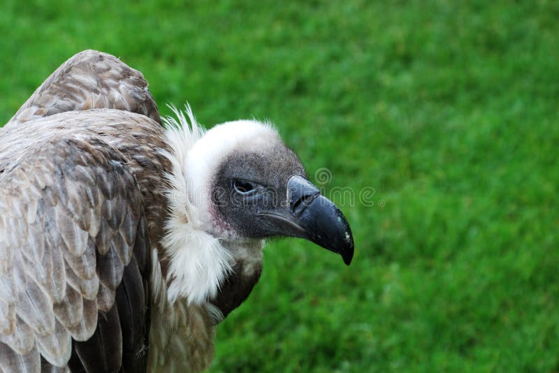 Vulture Head stock image. Image of vertical, black, plumage - 24685385