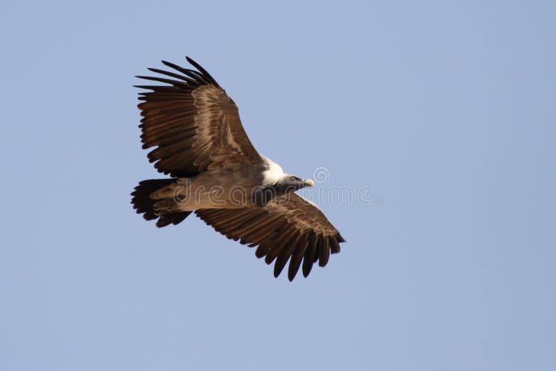 Vulture, Jodhpur, Rajastan