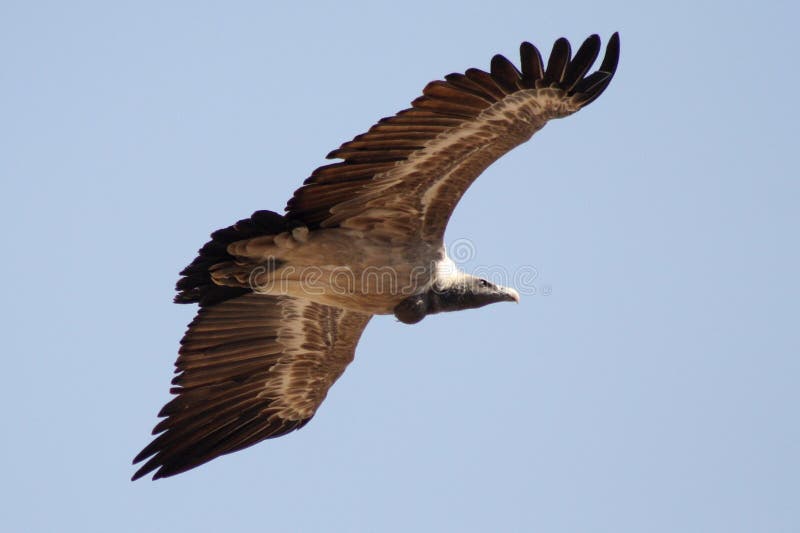 Vulture, Jodhpur, Rajastan