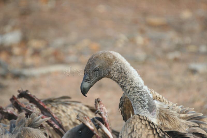 Vulture after the kill