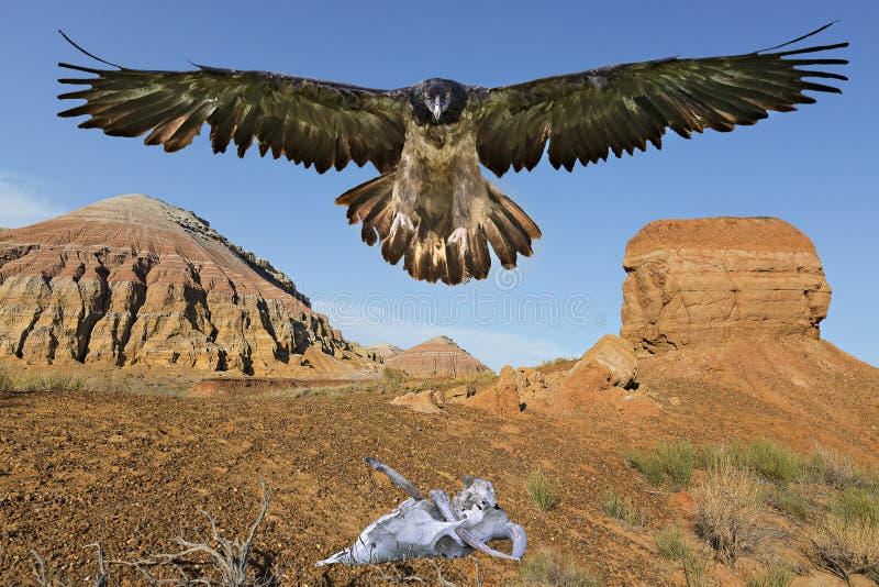 Bearded vulture in Aktau Mountains, Altyn Emel, Kazakhstan