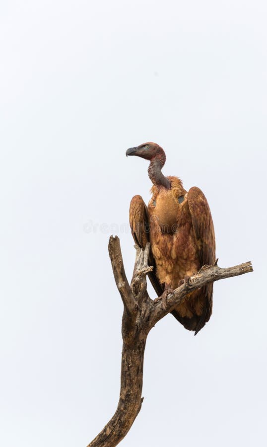 Vulture stock photo Vulture stock photo