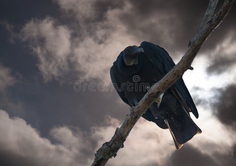 Vulture looking down from a treetop waiting to eat you up royalty free stock images Vulture looking down from a treetop waiting to eat you up royalty free stock images